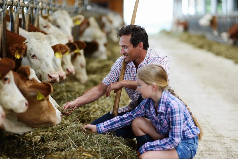 Животноводство Животноводство